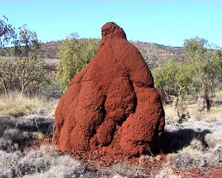 Termite mound on Wetlands page. Image by Information for Action, a website for conservation and environmental issues offering solutions
