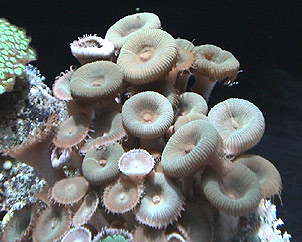 Coral and wetlands. Image by Information for Action, a website for conservation and environmental issues offering solutions