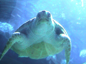 Turtle and Consumption. Image by Information for Action, a website for conservation and environmental issues