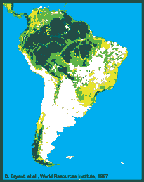 Forest and forests of brazil. Image by Information for Action, a website for conservation and environmental issues offering solutions