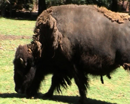 Buffalo and The Greenhouse Effect and Climate Change. Image by Information for Action, a website for conservation and environmental issues offering solutions