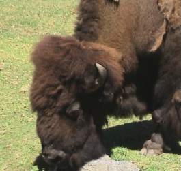 Buffalo and water supply. Image by Information for Action, a website for conservation and environmental issues offering solutions