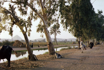 Canal off the River Nile, Cairo, with pyramid in distance. Information for Action