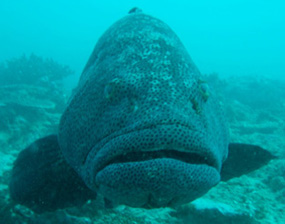 Fish face and nanotechnology. Image by Information for Action, a website for conservation and environmental issues offering solutions