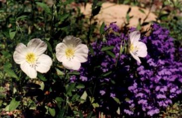 Flowers and soil erosion. Image by Information for Action, a website for conservation and environmental issues offering solutions