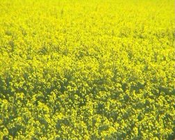 Rape field and corporate responsibility. Image by Information for Action, a website for conservation and environmental issues