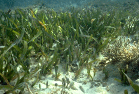 Sea grass and seagrasses. Image by Information for Action, a website for conservation and environmental issues offering solutions