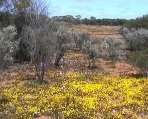 Yellow wild flowers and nanotechnology. Image by Information for Action, a website for conservation and environmental issues offering solutions